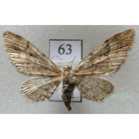 Eupithecia lanceata (Hübner, 1825) Czech63